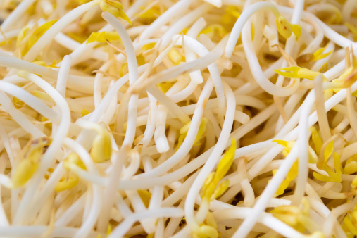 bean sprout