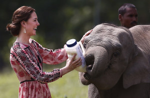 Britain's Kate, Duchess of Cambridge, feeds a baby elephant at the Centre for Wildlife Rehabilitation and Conservation (CWRC), at Panbari reserve forest in Kaziranga, in the north-eastern state of Assam, India, April 13, 2016. Prince William and his wife, Kate, planned their visit to Kaziranga specifically to focus global attention on conservation. The 480-square-kilometer (185-square-mile) grassland park is home to the world's largest population of rare, one-horned rhinos as well as other endangered species including swamp deer and the Hoolock gibbon. (Adnan Abidi/ Pool photo via AP)