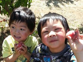 摘果悟真理