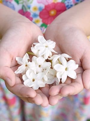 能帶來勇氣及信心的花精