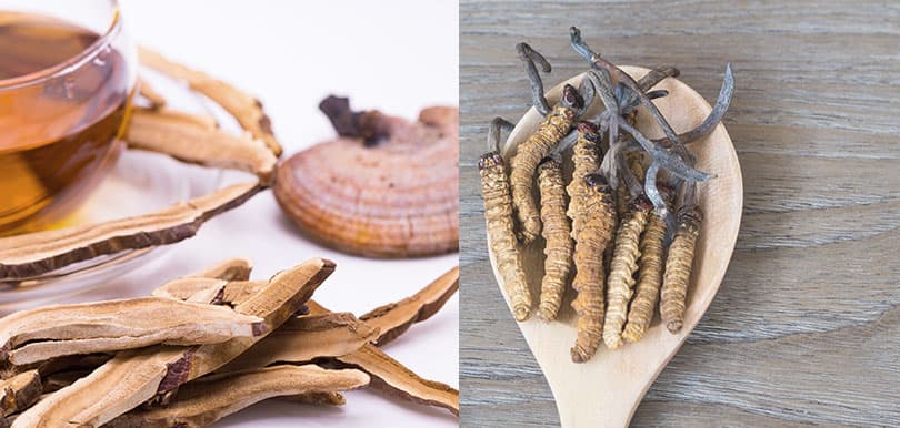 林冠傑中醫師：蟲草靈芝是肺炎良藥，可增加免疫力？
