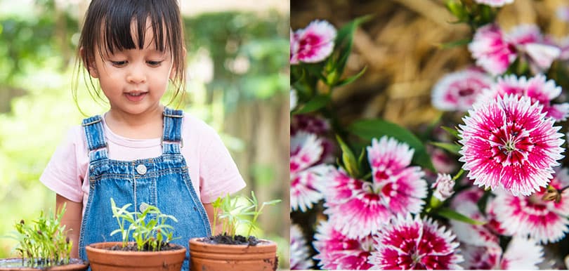 2020/21年度一人一花又來了！如何成功種出石竹花？