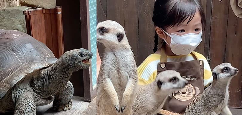 海洋公園全新活動   約會小狐獴與大象龜！