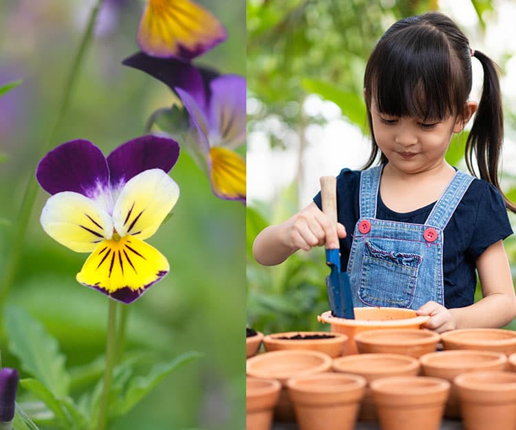 【一人一花2021/22】三色堇成功種植及開花貼士
