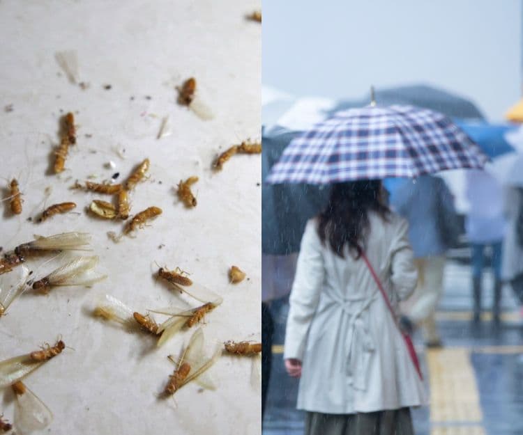 飛蟻大軍殺到？專家教4招低成本防飛蟻入屋對策：簡單1物K.O飛蟻 拒絕白蟻侵蝕木傢俱！