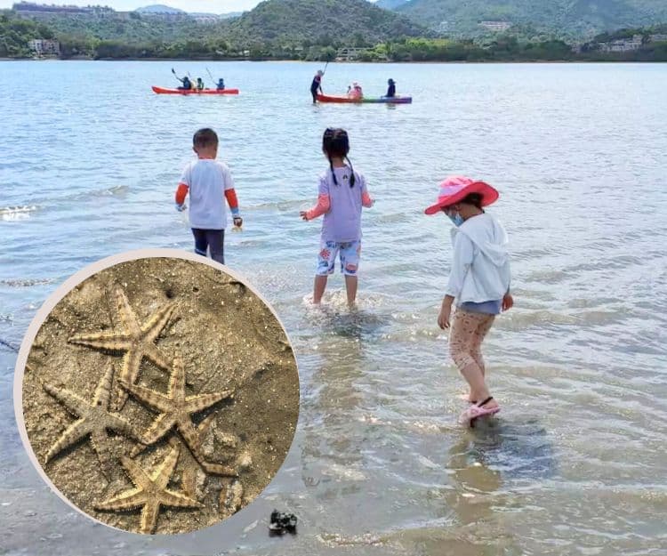 親子好去處｜ 奇趣生態親子之旅：海星探索、蜂蜜農莊、紅樹林夜探螢火蟲親子一天遊    玩足一日團費唔使$200