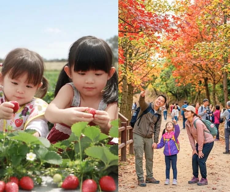 親子好去處|每年極速爆滿!秋日限定「賞紅葉 x 摘士多啤梨」本地遊開團:探訪隱世蠔場+食海鮮大餐 一家大小輕鬆放電