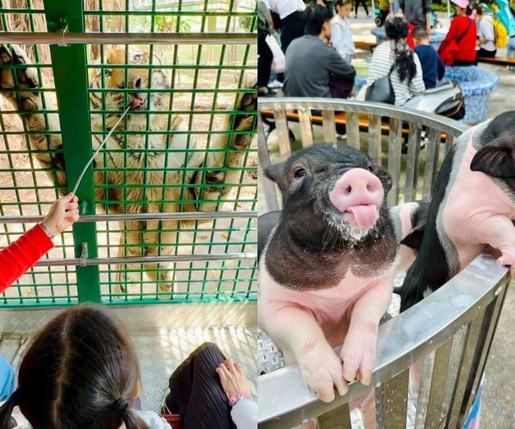 【shemom有著數】親子好去處!深圳野生動物園港澳居民限定優惠 零距離餵老虎小豬、激玩機動遊戲