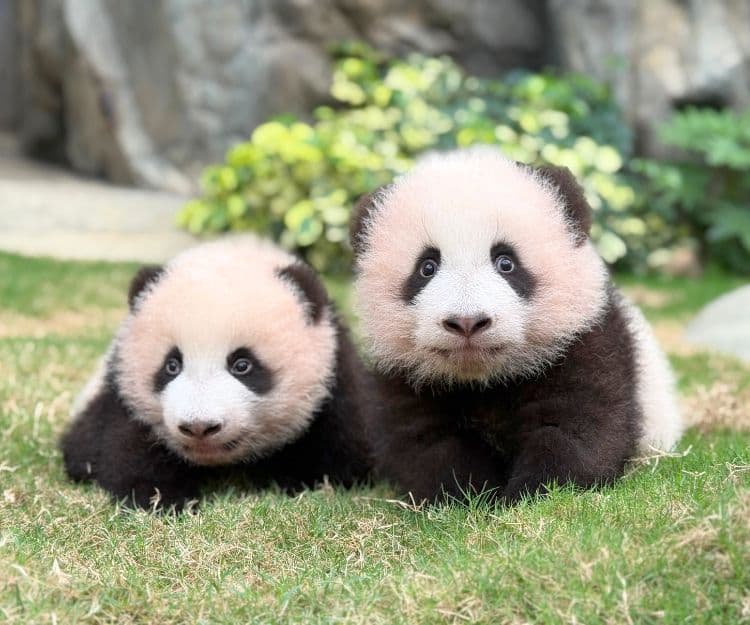 暑假活動2025|海洋公園動物探險英語日營 5大亮點:與熊貓BB見面、海獅鸚鵡互動體驗