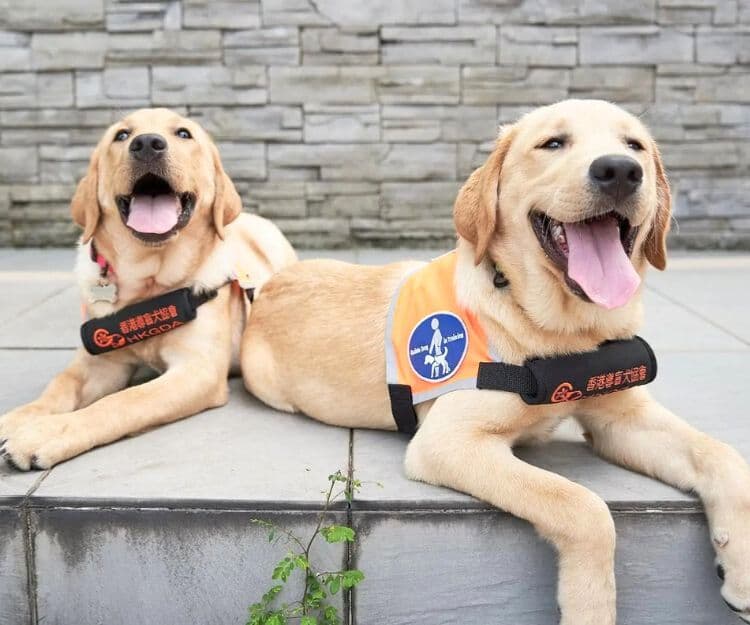 中秋節2025|導盲犬互動體驗日 了解小Q日常訓練及生活、與狗狗零距離接觸打卡 培養小朋友同理心和愛心