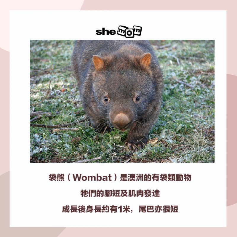 wombat 袋熊