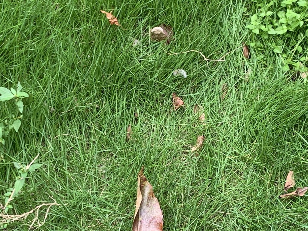  PMQ的一片草地上，可以見到枯葉、各種植物，以及鳥類的羽毛，只要留心觀察就可以看到許多大自然的細節。