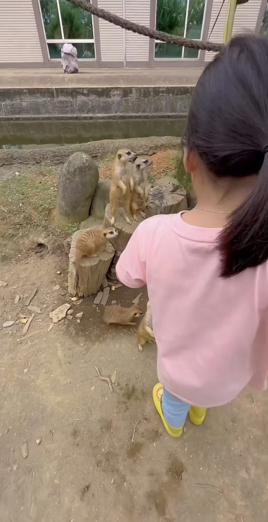 官恩娜著重親㞨時間，在IG分享帶仔女去看動物餵狐獴的影片。（圖片來源：IG@koonella）